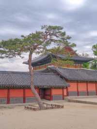 🪴🎐서울 궁궐 청덕궁 연휴 가족과 함께 창덕궁 