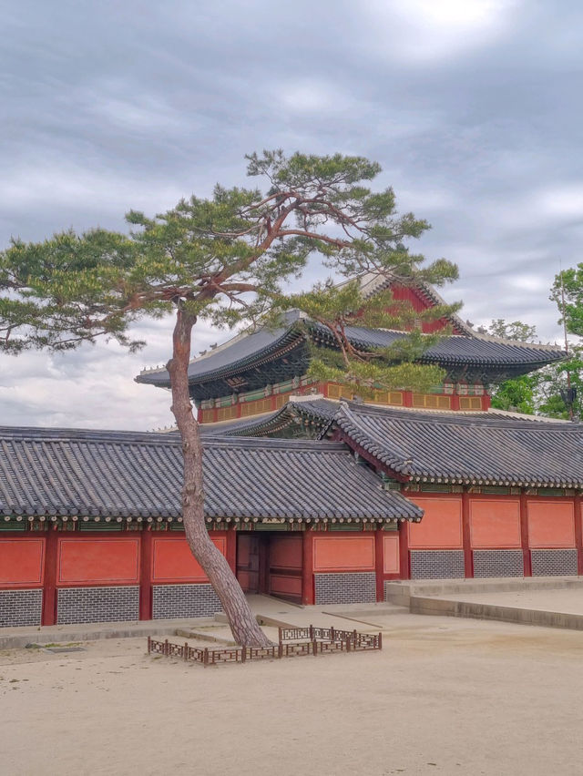 🪴🎐서울 궁궐 청덕궁 연휴 가족과 함께 창덕궁 