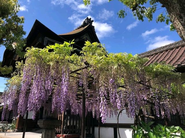 A Quiet, Hidden Gem in Kyoto