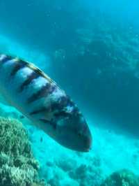 【沖縄】那覇から日帰りフェリーで行ける離島🏝️