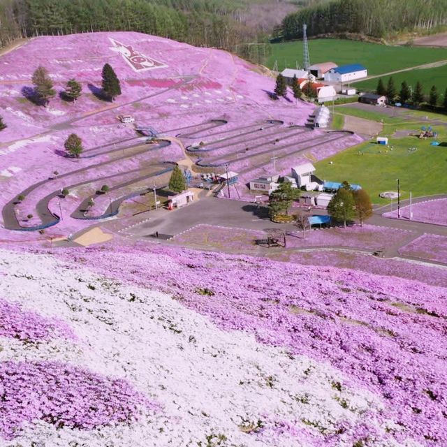 Hokkaido Sakura