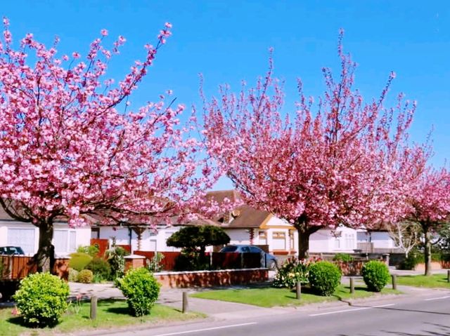 Southport sakura