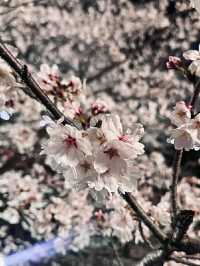 Ulsan in Bloom: A Coastal Cherry Blossom Escape