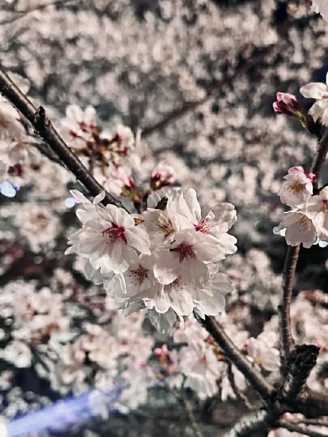 Ulsan in Bloom: A Coastal Cherry Blossom Escape