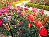The Rose Garden at Ilsan Flower Festival