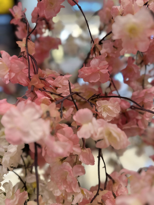 Petal-Lined Shores of Lake Biwa