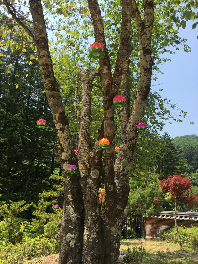 오대산 월정사