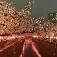 Tokyo Spring Moments