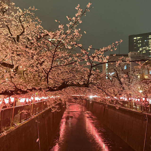 Tokyo Spring Moments