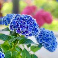 ～繡球花下～東莞人民公園～