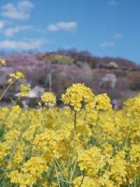 東京去福島就是要來一趟感受漫山櫻花林 