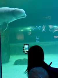 Dive into Wonder: A Day at Lotte World Aquarium