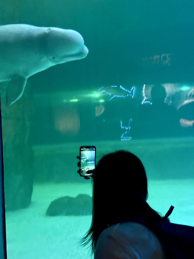 Dive into Wonder: A Day at Lotte World Aquarium