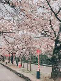 Petal Reflections in Omura’s Spring Symphony