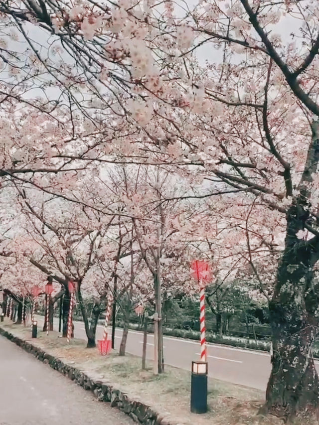 Petal Reflections in Omura’s Spring Symphony