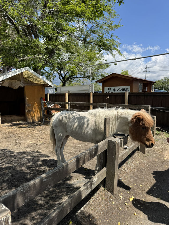 Makaino Farm 🐏🌾