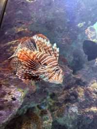沖繩｜再遠都值得跑一趟 美麗海水族館的黑潮之美