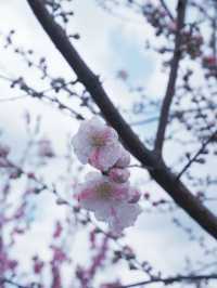 大阪飛去日本東北賞櫻: 一目千木櫻 
