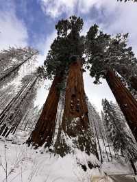 The Most Famous Trees In The World, The Towering Red Trunks Of Sequoia 🌲 