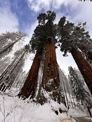 The Most Famous Trees In The World, The Towering Red Trunks Of Sequoia 🌲 