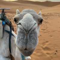 🐫🌅 Camel Trekking in the Sahara: A Magical Desert Adventure