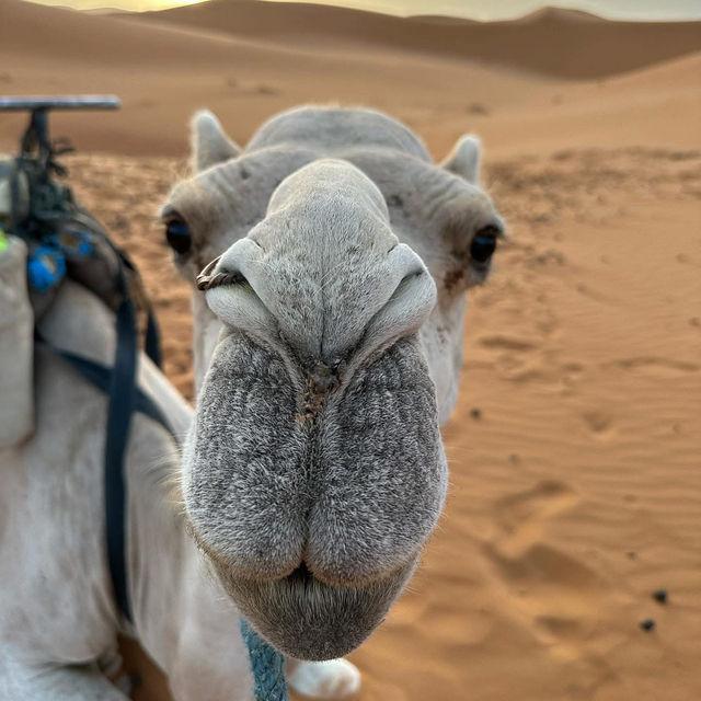 🐫🌅 Camel Trekking in the Sahara: A Magical Desert Adventure