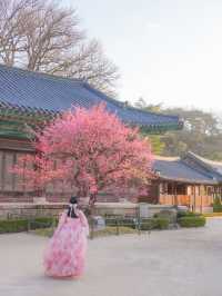 고즈넉한 아름다움 가득 풍기는 통도사 홍매화🌸