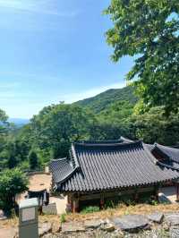 숲속 속삭임💚 장춘사