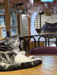 蘇州｜平江路「貓十二」貓咖天堂❤️