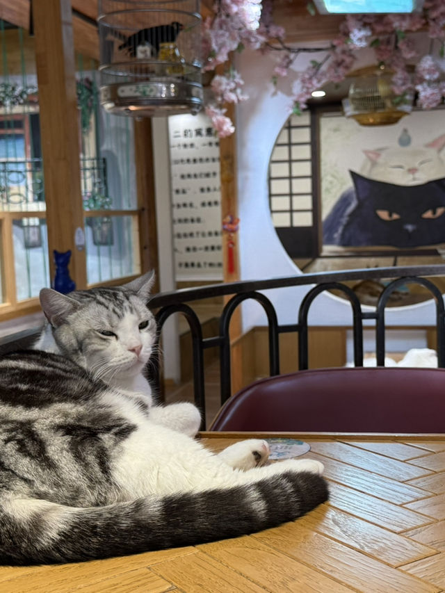蘇州｜平江路「貓十二」貓咖天堂❤️