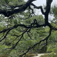 A Regal Walk Through Time – My Visit to Kyoto Imperial Palace