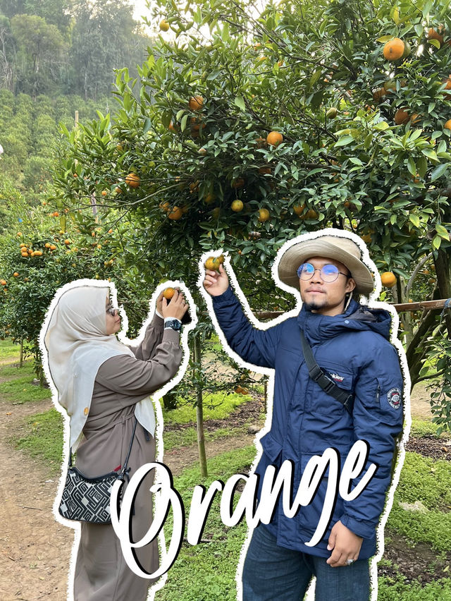 ไร่ส้ม ชไมพร