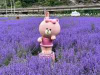   💜 Lavender Fields + Ancient Qiang Vibes at Yangliu Village
