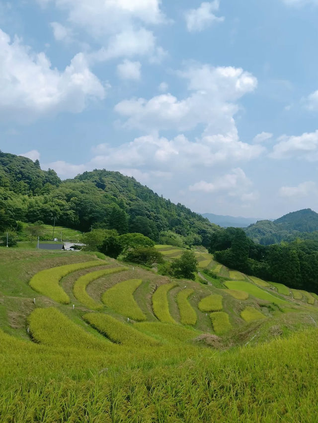 🌾日本の原風景に癒される「大山千枚田」で心洗われる旅を
