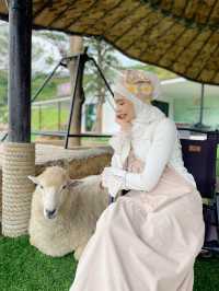 ฟาร์มแกะทุ่งสง (Thung Song Sheep Farm)