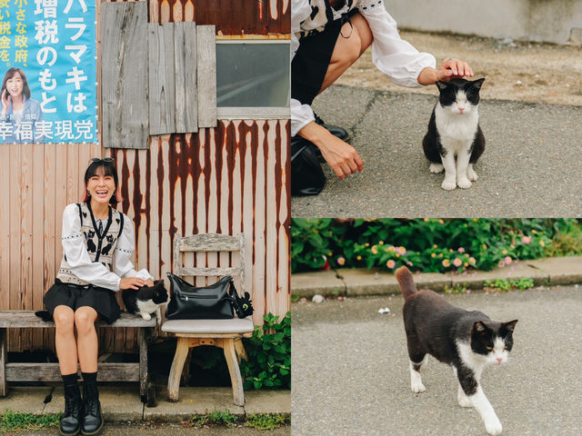 เราจะพาไปเกาะที่มีประชากรแมวมากกว่าร้อยตัว🐈