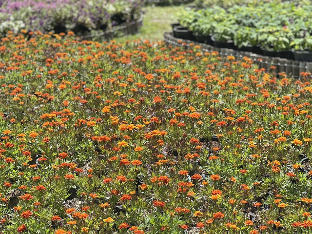 • สวนหมื่นบุปผา (หรือ สวนไม้ดอกเมืองหนาวเบตง)🌷🌻