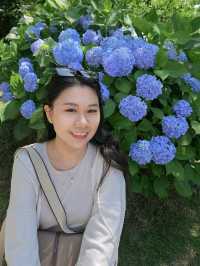 超美！福岡季節限定的紫陽花園
