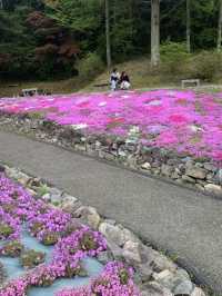 芝桜の花のじゅうたん❤️