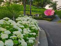 Hydrangea festival at Jangsaengpo Whale museum
