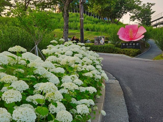 Hydrangea festival at Jangsaengpo Whale museum