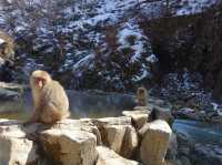 🐒 Jigokudani Yaen-Koen – A Snow Monkey Experience Worth the Hike