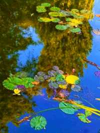 Fondation Monet, Giverny – Stepping Into an Impressionist Masterpiece