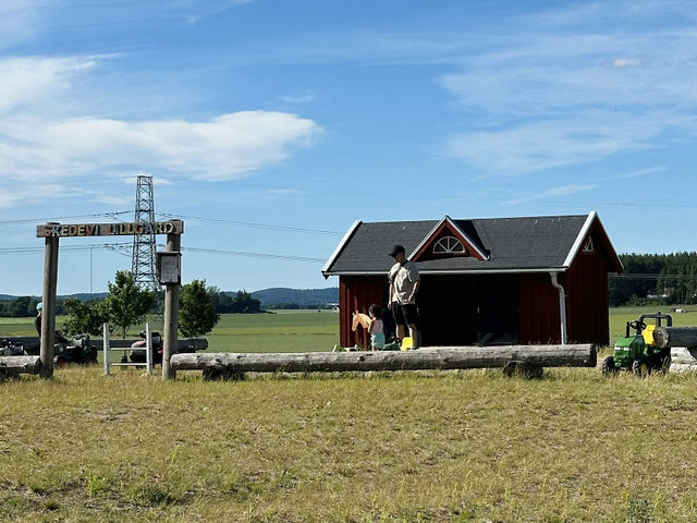 Summer Berry Picking in Sweden: A Sweet Tradition! 🍓🫐