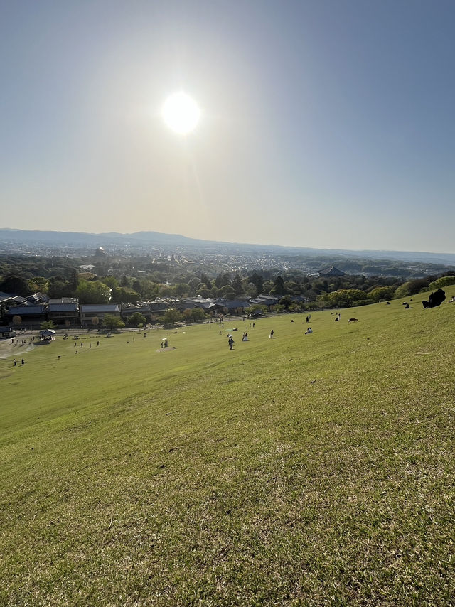 🦌⛰️✨ Quick Guide – Mount Wakakusa & Ikuta Shrine