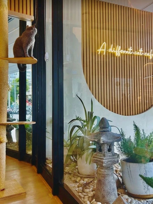 Mali Cat Cafe เป็นคาเฟ่แมวที่อยู่ตรงข้าม ม.บูรพา