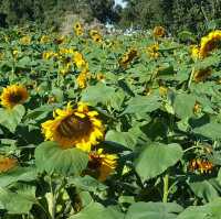雲林莿桐花海🌻