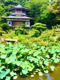 【鎌倉　光明寺　材木座で蓮のお庭と動物供養塔を拝観する　】