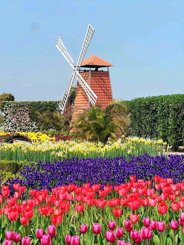 A Colorful Day at Zhongshe Flower Farm, Taichung