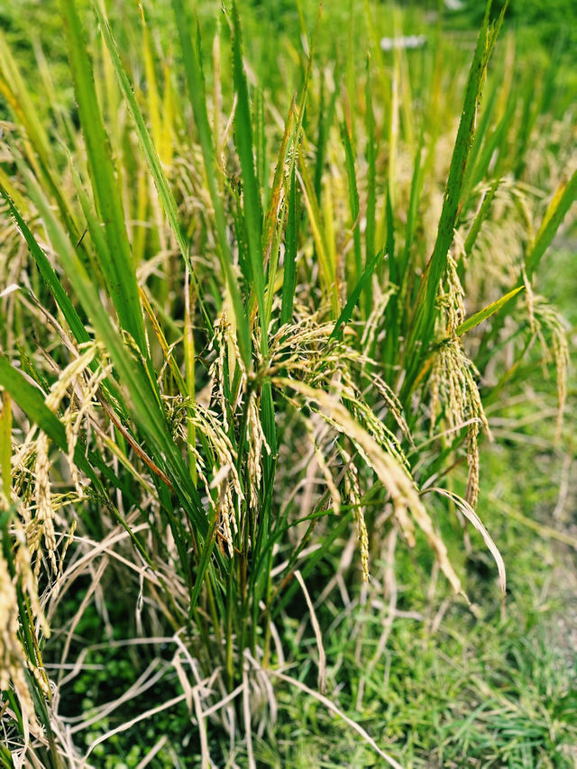 The Green Stairway to Heaven – Tegallalang Rice Terrace